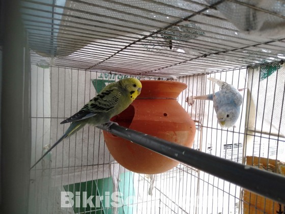 Budgerigar For Sale